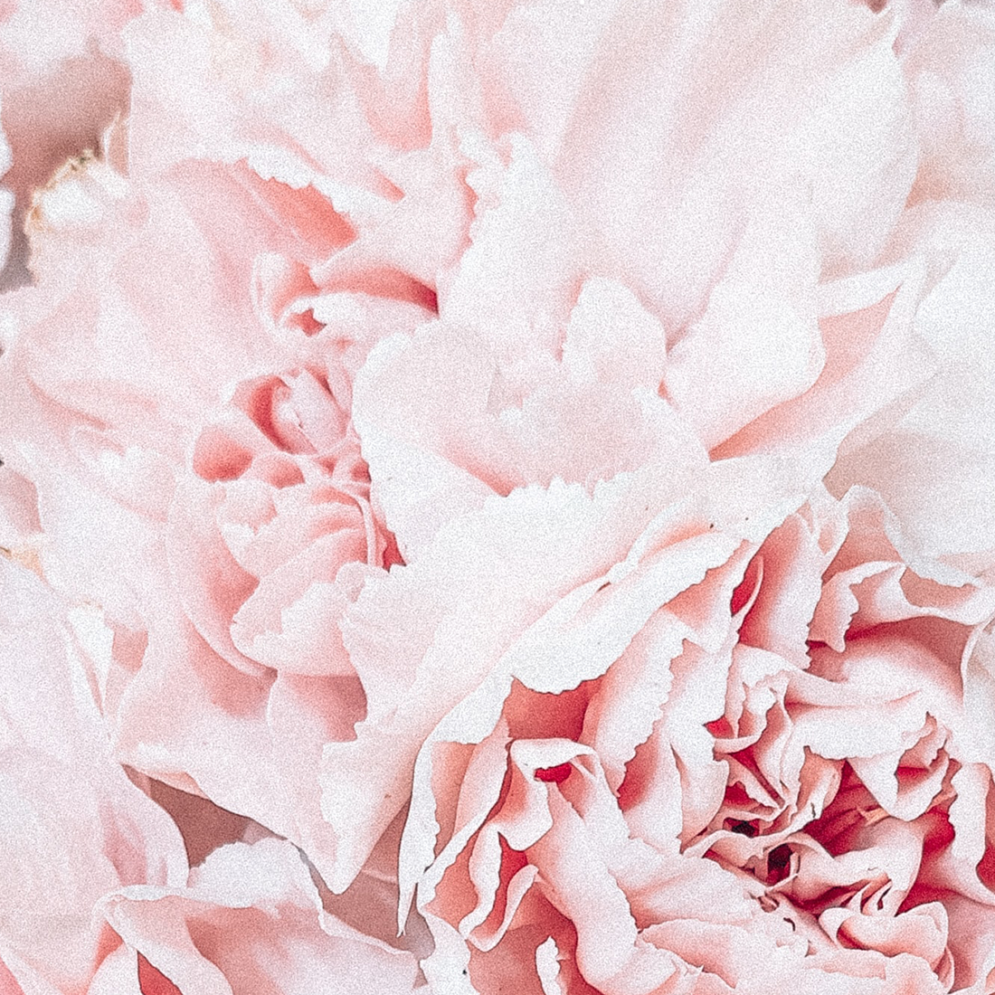 Hanami-REDES_05
